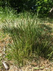 Festuca ovina