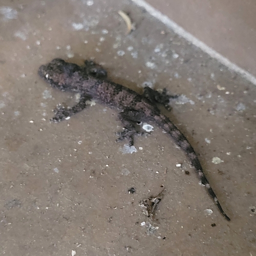 Tropical House Gecko