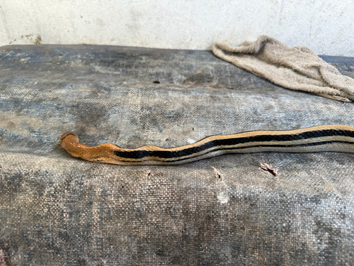 Coelognathus radiatus observed 2026-10-22