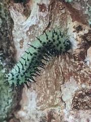 Periclista pubescens