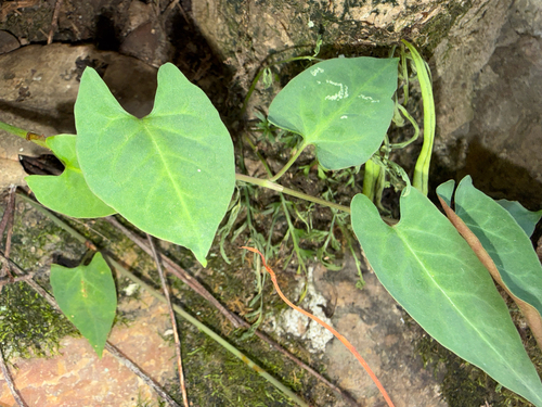 Reynoutria multiflora observed 2026-10-22
