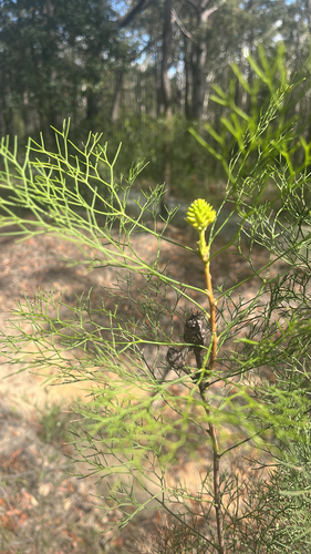Petrophile pedunculata observed 2026-10-22