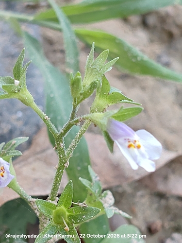 Mazus pumilus observed 2026-10-22