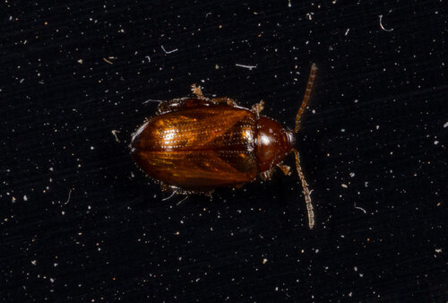 Glyptina