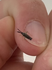 Heterotoma planicornis