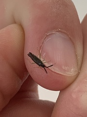 Heterotoma planicornis