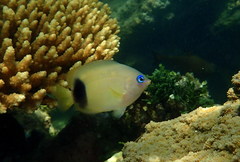 Plectroglyphidodon johnstonianus