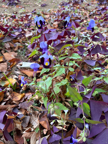 Torenia fournieri observed 2026-10-22