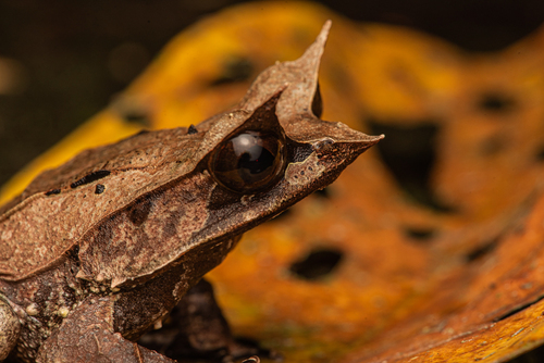 Megophrys nasuta observed 2026-10-21