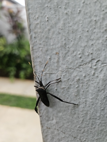 Citron Bug