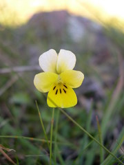 Viola roccabrunensis