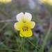 Viola roccabrunensis - Photo 由 Sébastien SANT 所上傳的 (c) Sébastien SANT，保留部份權利CC BY-NC