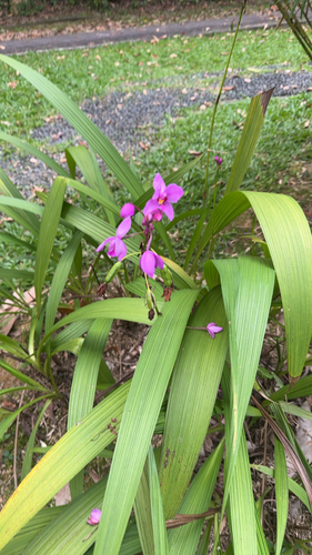 Spathoglottis plicata observed 2026-10-22