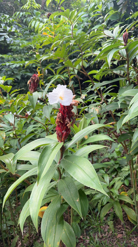 Hellenia speciosa observed 2026-10-22