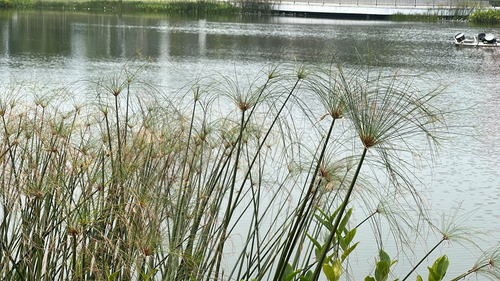 Cyperus papyrus observed 2026-10-22