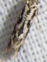 Nemapogon picarella
