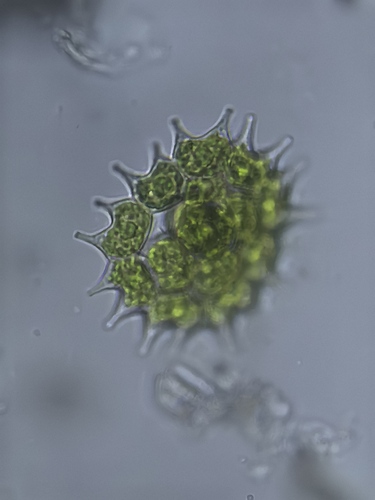 Pseudopediastrum boryanum observed 2026-10-22