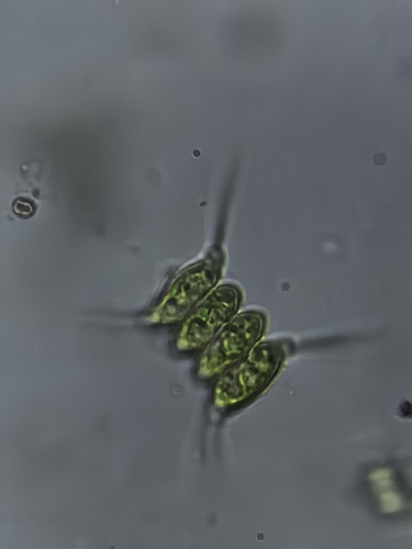 Scenedesmus observed 2026-10-22