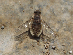 Aphoebantus