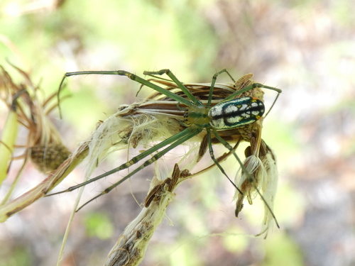 Mabel Orchard Orbweaver photo 5