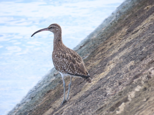 iNaturalist image