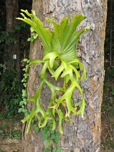 Platycerium coronarium observed 2026-10-12