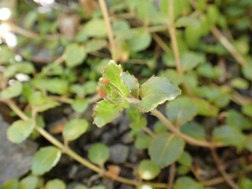 Epilobium rotundifolium observed 2026-10-22