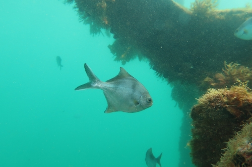 Scorpis observed 2026-10-22