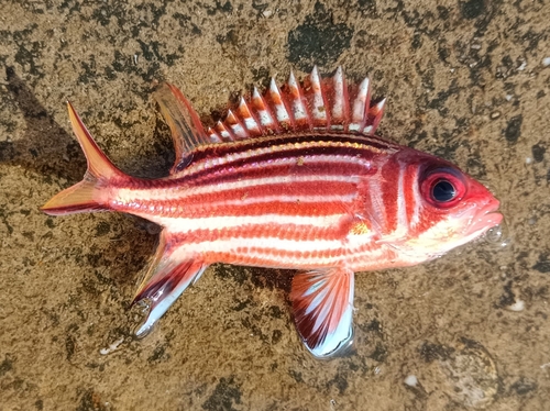 Sargocentron rubrum observed 2026-10-22