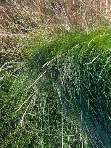 Festuca ovina observed 2026-10-22
