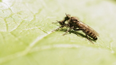 Lasiopogon