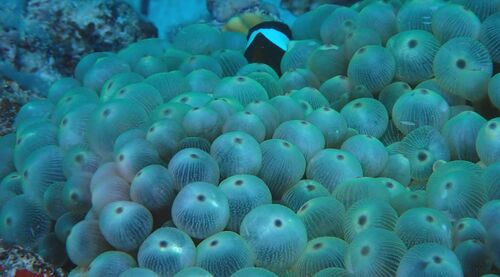 Entacmaea quadricolor observed 2026-10-17