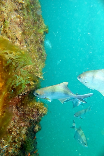 Scorpis observed 2026-10-22