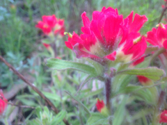 Castilleja affinis affinis