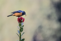 Conirostrum sitticolor