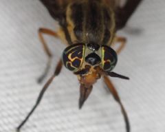 Chrysops aberrans