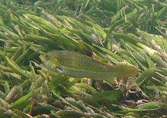 Leptoscarus vaigiensis