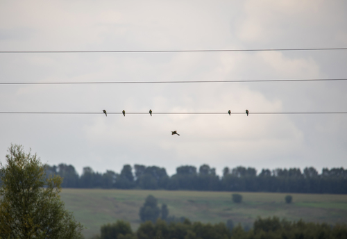 iNaturalist image