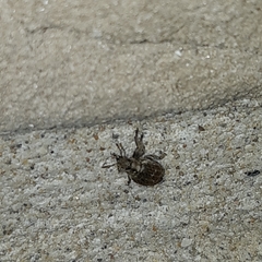 Philopedon plagiatum