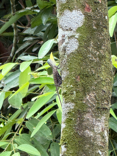 Draco volans observed 2026-10-22
