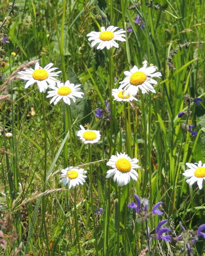 oxeye daisy photograph by the iNaturalist community