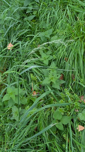 Arrhenatherum elatius observed 2026-10-19