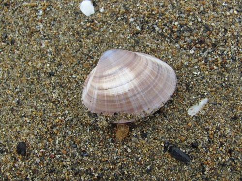 Mactra chinensis, 2026-09-02
