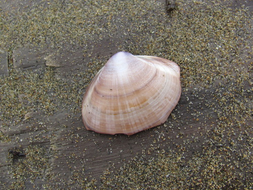 Mactra chinensis, 2026-09-02