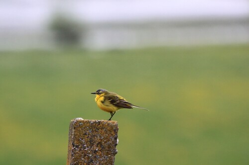 iNaturalist image