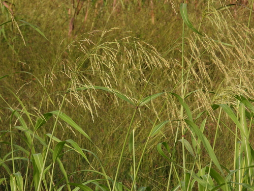 Sorghum bicolor observed 2026-10-21