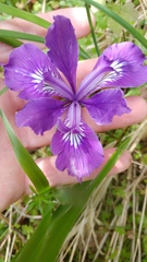 Iris tenax