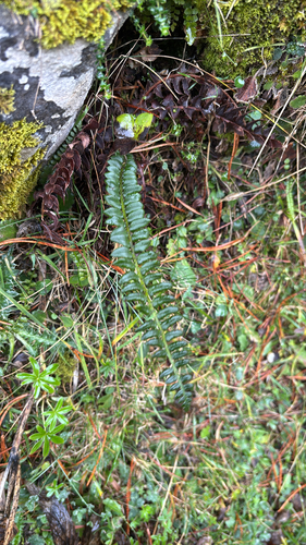 Polystichum lonchitis observed 2026-10-22