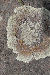 Protoparmeliopsis muralis