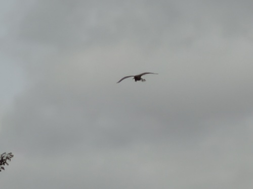 iNaturalist image